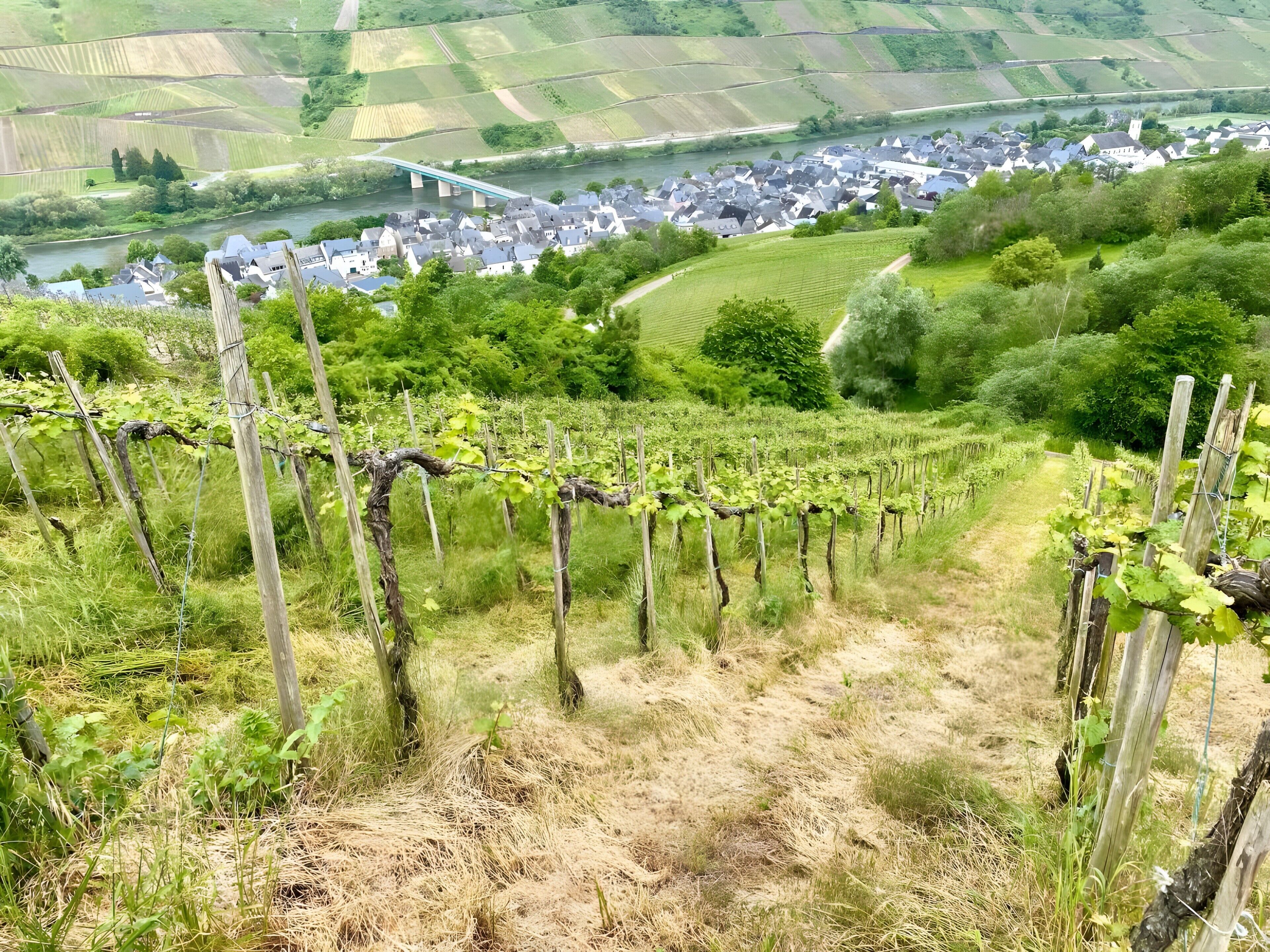 A vineyard with rows of grapevines, a river, and a town in the background.