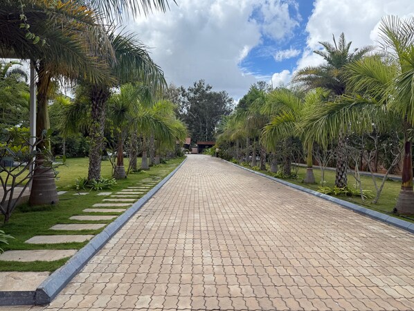 A paved pathway flanked by palm trees and greenery, leading to a building in the distance.