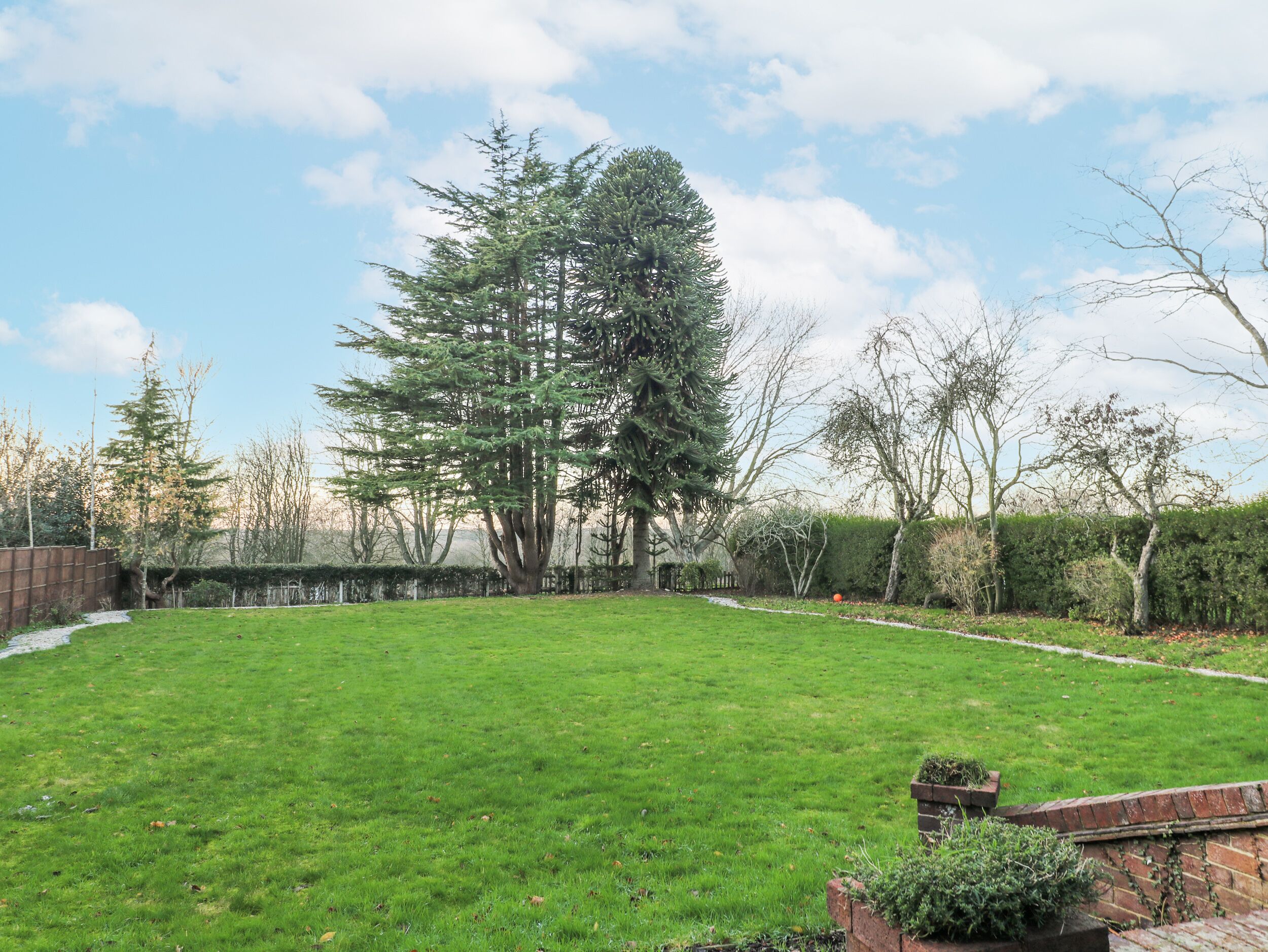 Ein gepflegter Rasen mit einer großen Nadelbaum-Hecke in der Mitte, umgeben von einer Ziegelmauer und verschiedenen Sträuchern.