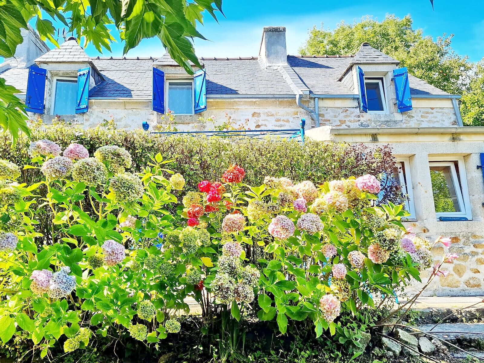 A stone building with blue shutters and a garden with hydrangeas.