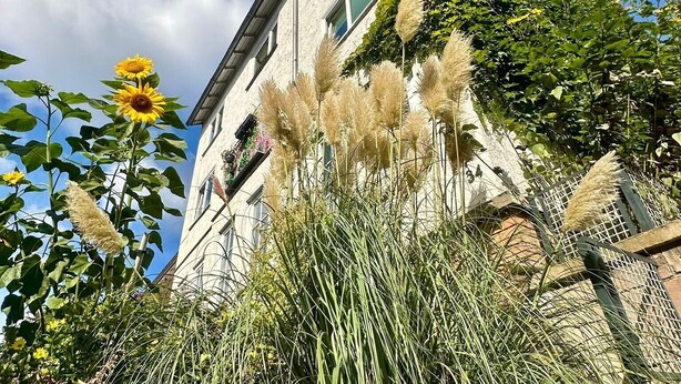 A building with a sloped roof, surrounded by tall grasses and a sunflower. - Room 'Mondzimmer' with Wi-Fi (Kassel)