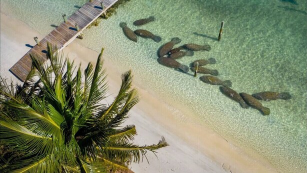 An aerial view of a beach with a wooden pier extending into clear shallow waters, surrounded by palm trees. - Singer Island 3br/2ba Beach, Snorkel gear & Bikes (West Palm Beach)