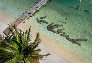 An aerial view of a beach with a wooden pier extending into clear shallow waters, surrounded by palm trees. - Singer Island 3br/2ba Beach, Snorkel gear & Bikes (West Palm Beach)
