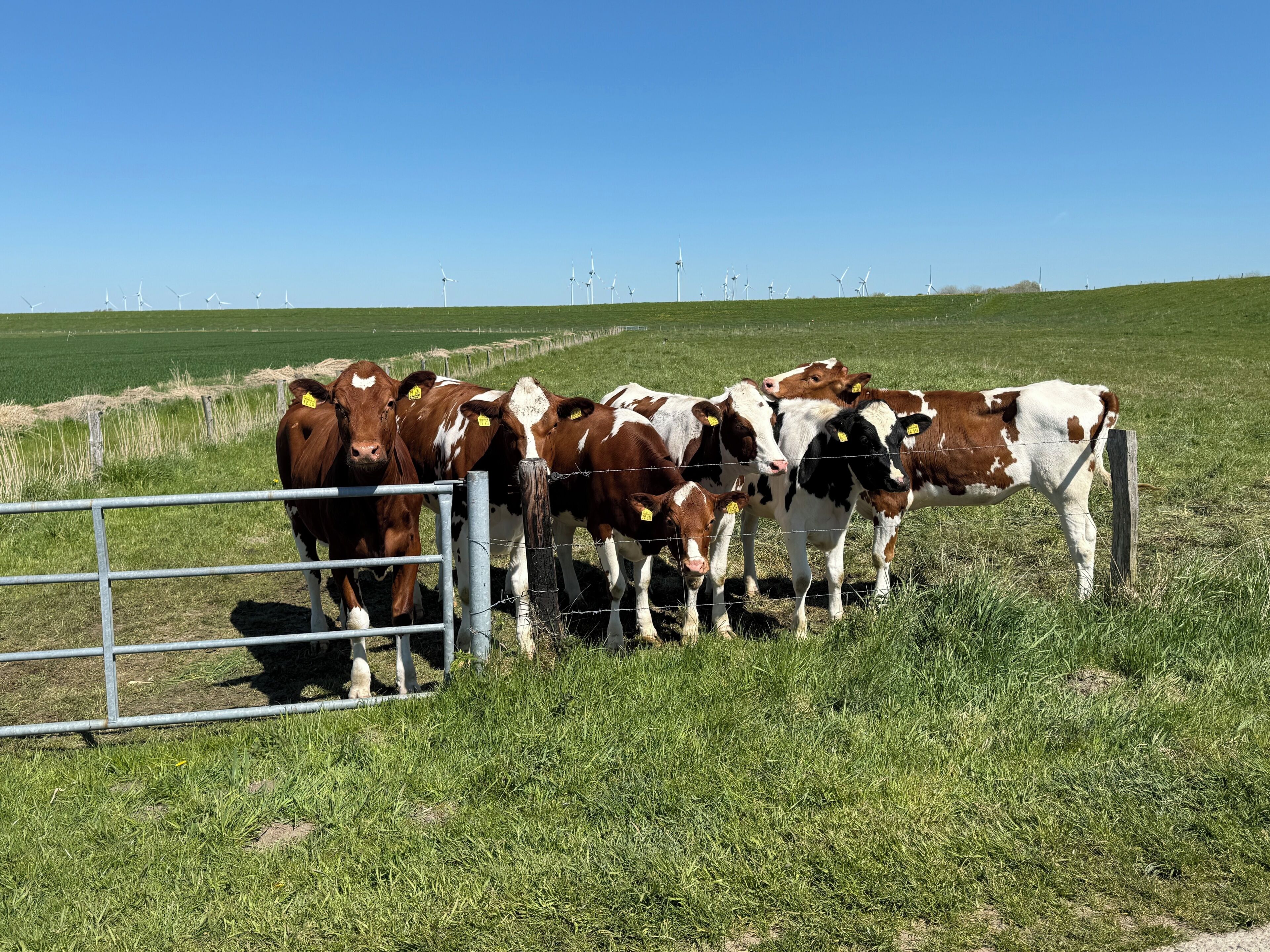 A group of cows in a fenced pasture with a clear sky.
