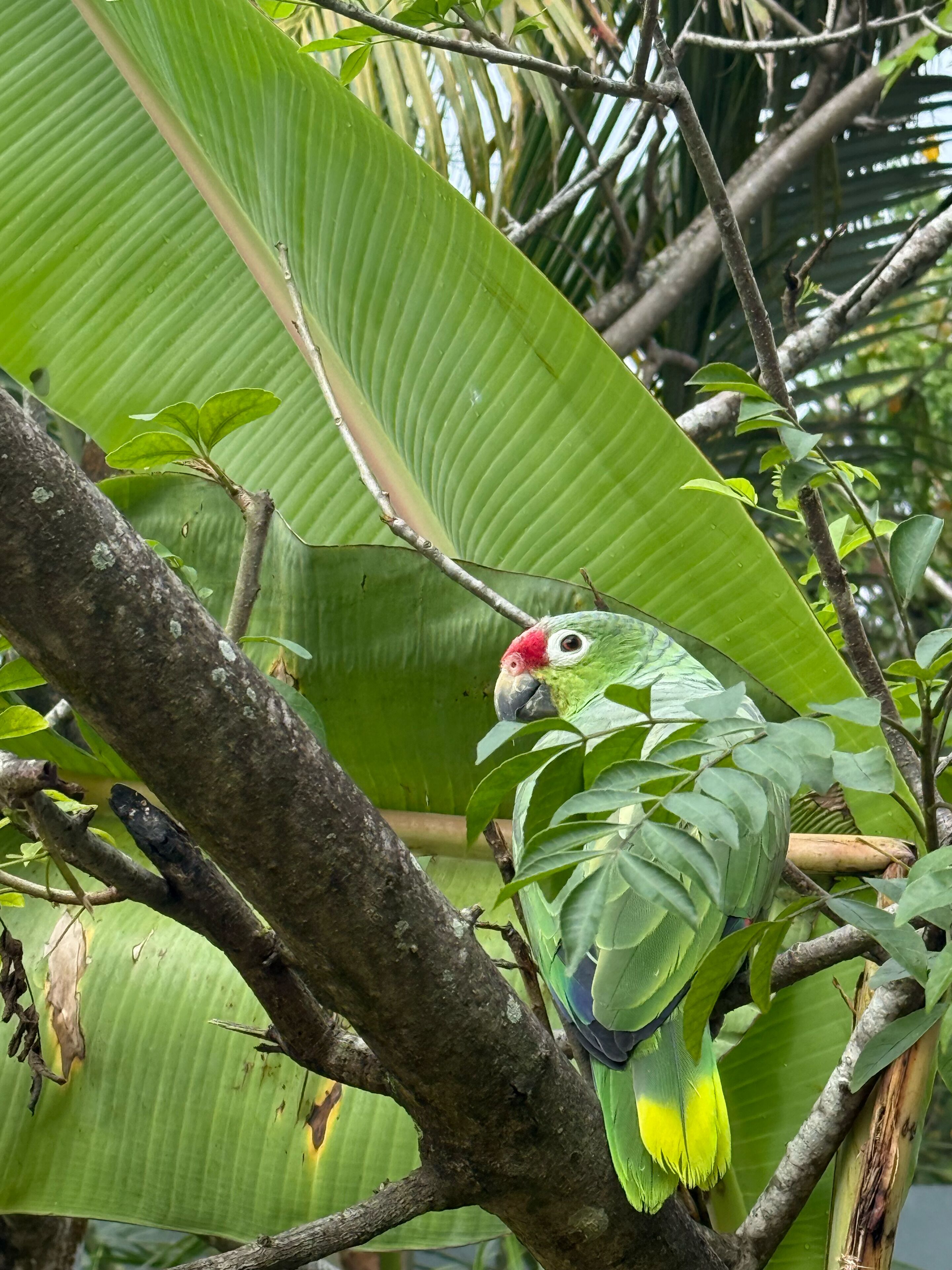 Suite monolocale Basic, 1 letto matrimoniale, angolo cottura, sul cortile | Terrazza/patio