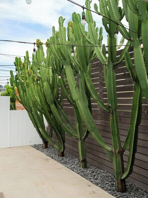 Property grounds - NEW! 2 Bed, Walk To Beach, Shops, Restaurants, Perfect Family Bungalow, Parking! (Encinitas)