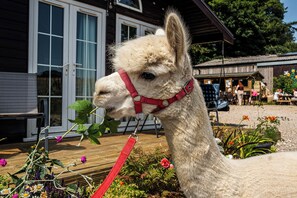 Terrace/patio - Alpaca Farm- Valley Views- Sleeps 4- Parking- Pets (York)
