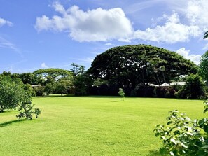 A grassy field with trees and a large tree in the background. - Hibiscus Hale - Perfect for 2! (Waialua)