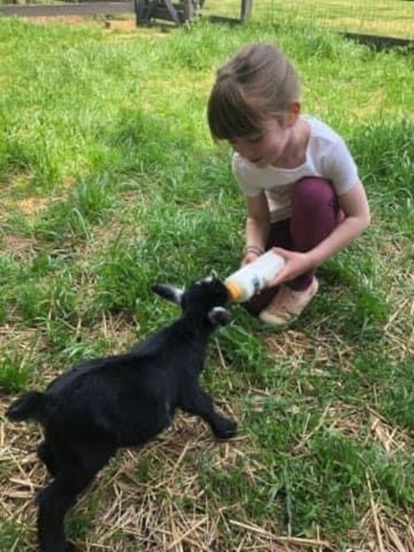 السماح باصطحاب الحيوانات الأليفة