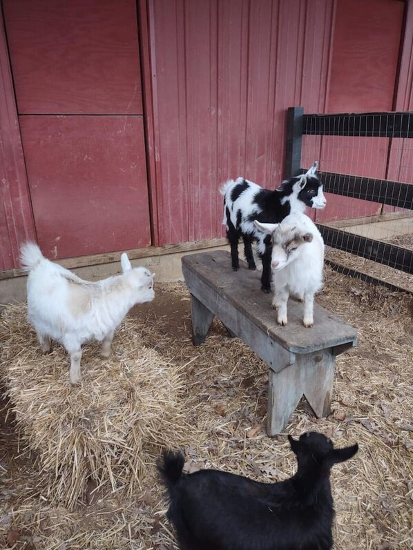 Miscellaneous - Baby Donkey + Baby Goats + Farm Stay + Parkway (Bedford)