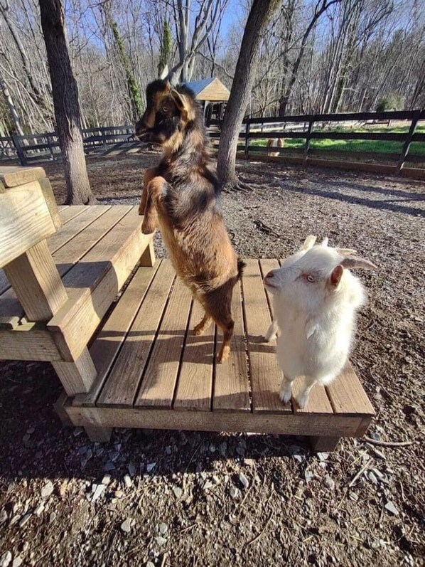 Property grounds - Baby Donkey + Baby Goats + Farm Stay + Parkway (Bedford)