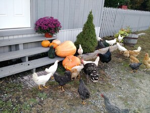 Overnattingsstedets uteområder