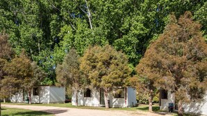 A row of small, single-story cabins with a dirt path leading to them, surrounded by dense trees. - Snowy River Holiday Park (Dalgety)