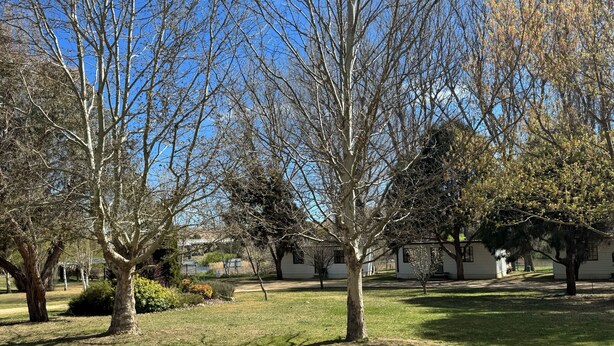 A park with trees, a dirt path, and white buildings in the background. - Snowy River Holiday Park (Dalgety)