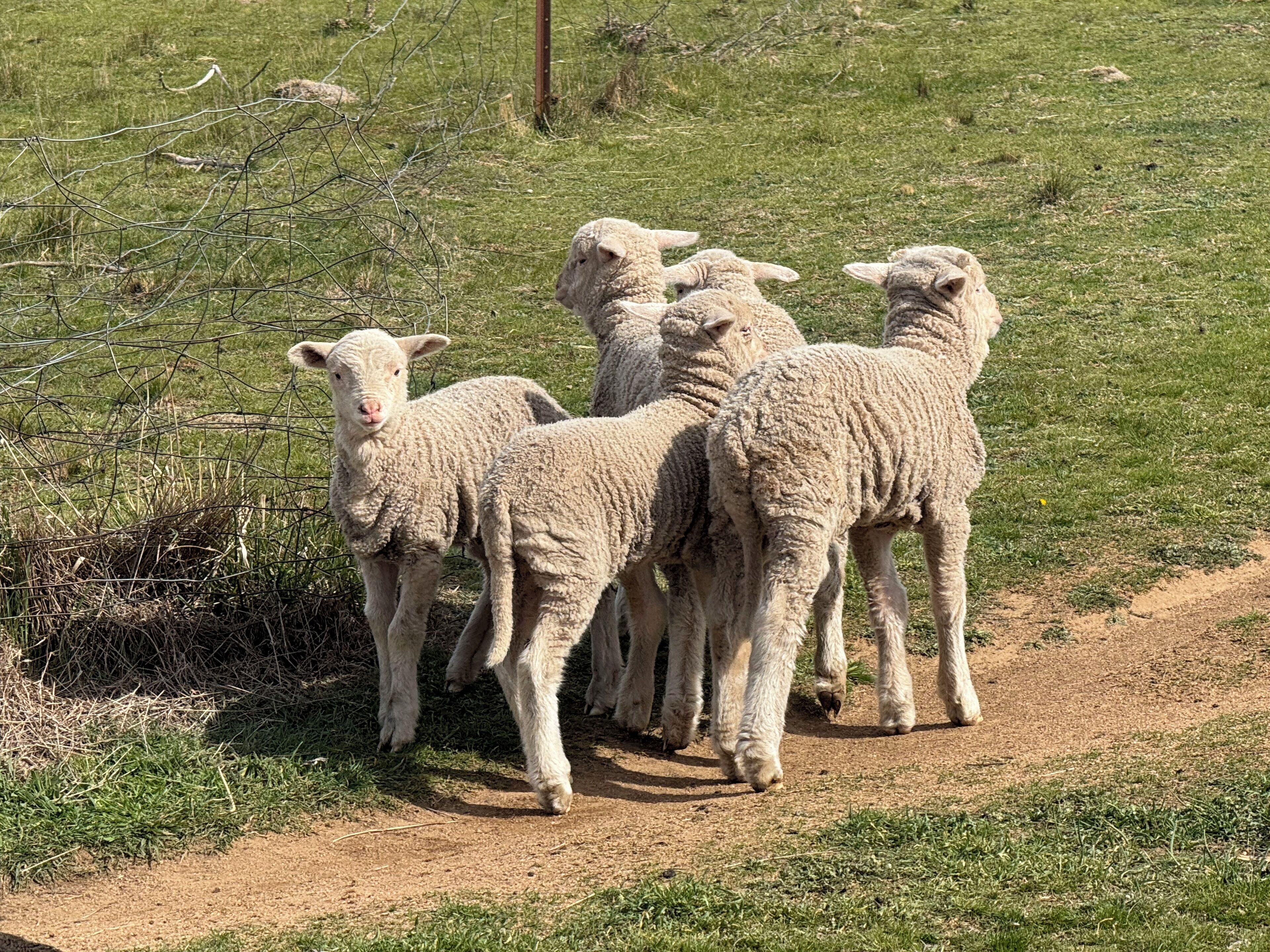 A group of sheep walking on a dirt path in a grassy field.