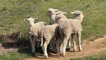 A group of sheep walking on a dirt path in a grassy field.