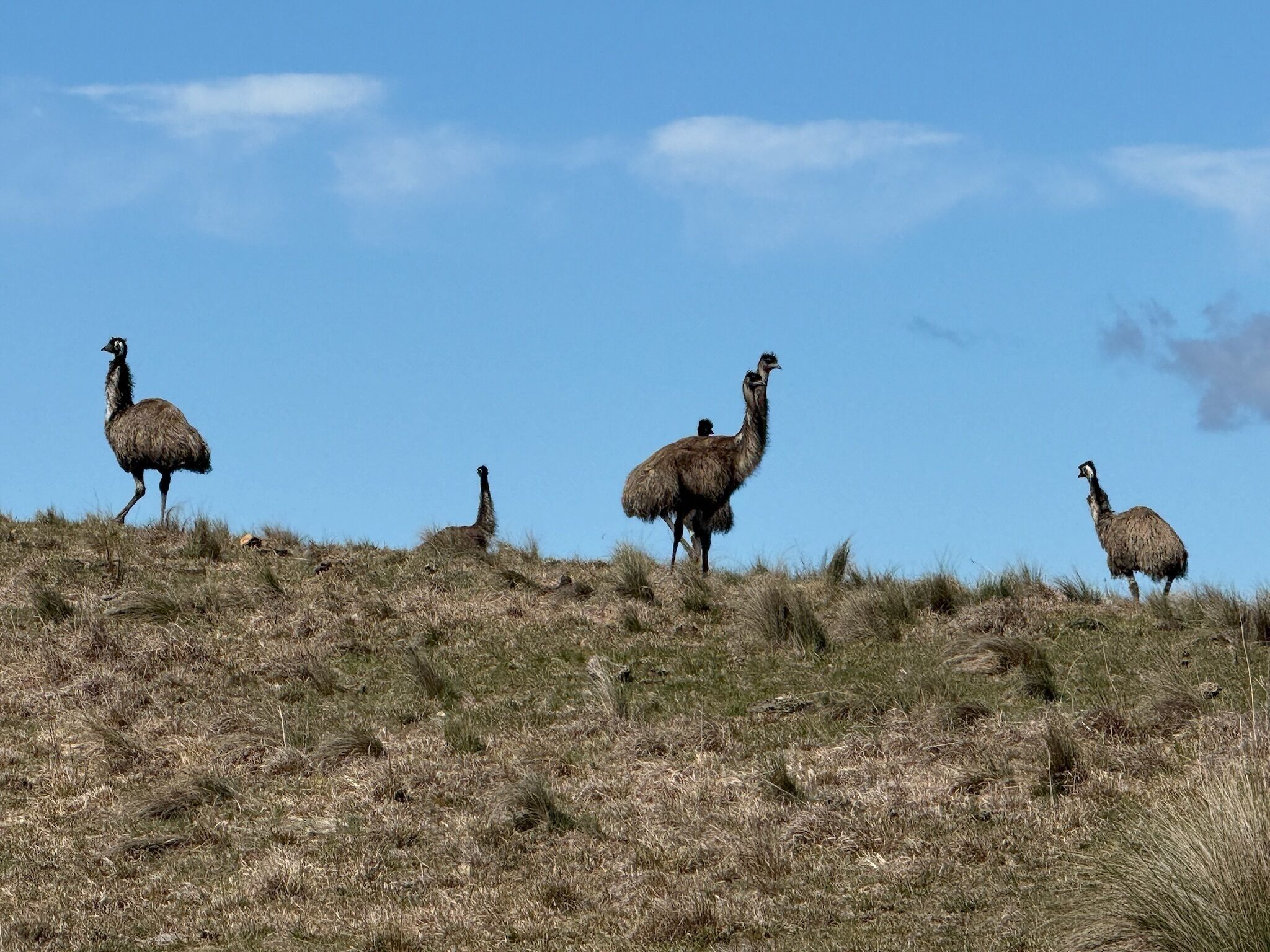Quatre émeus se tiennent sur une colline herbeuse, avec un ciel bleu dégagé en arrière-plan.
