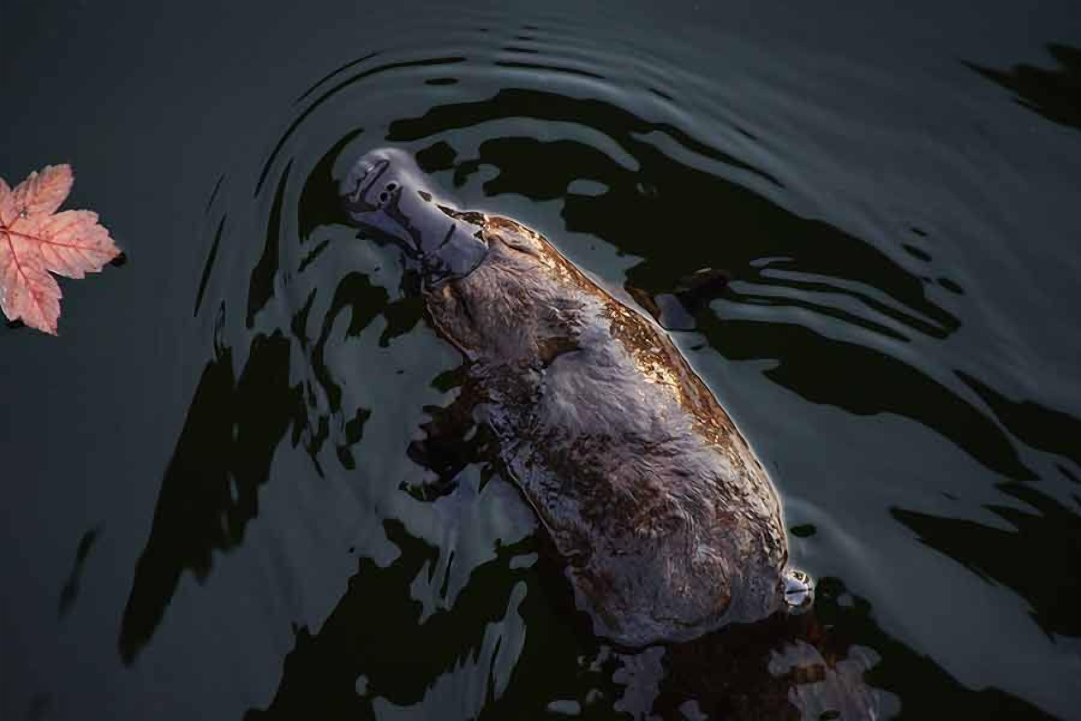 A duck swimming in a body of water with a single leaf floating nearby.