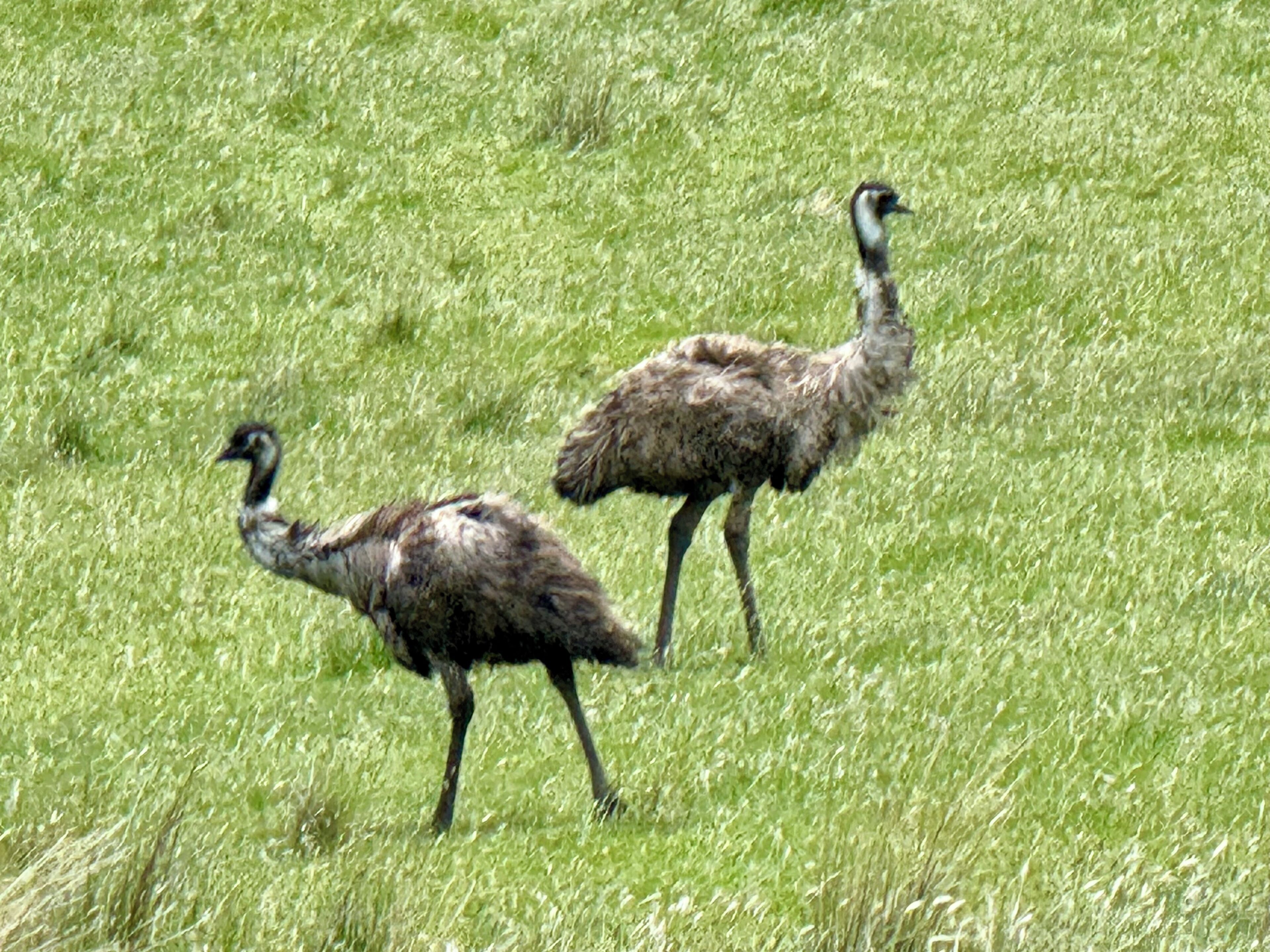 Twee emuw's lopen over een grasveld.