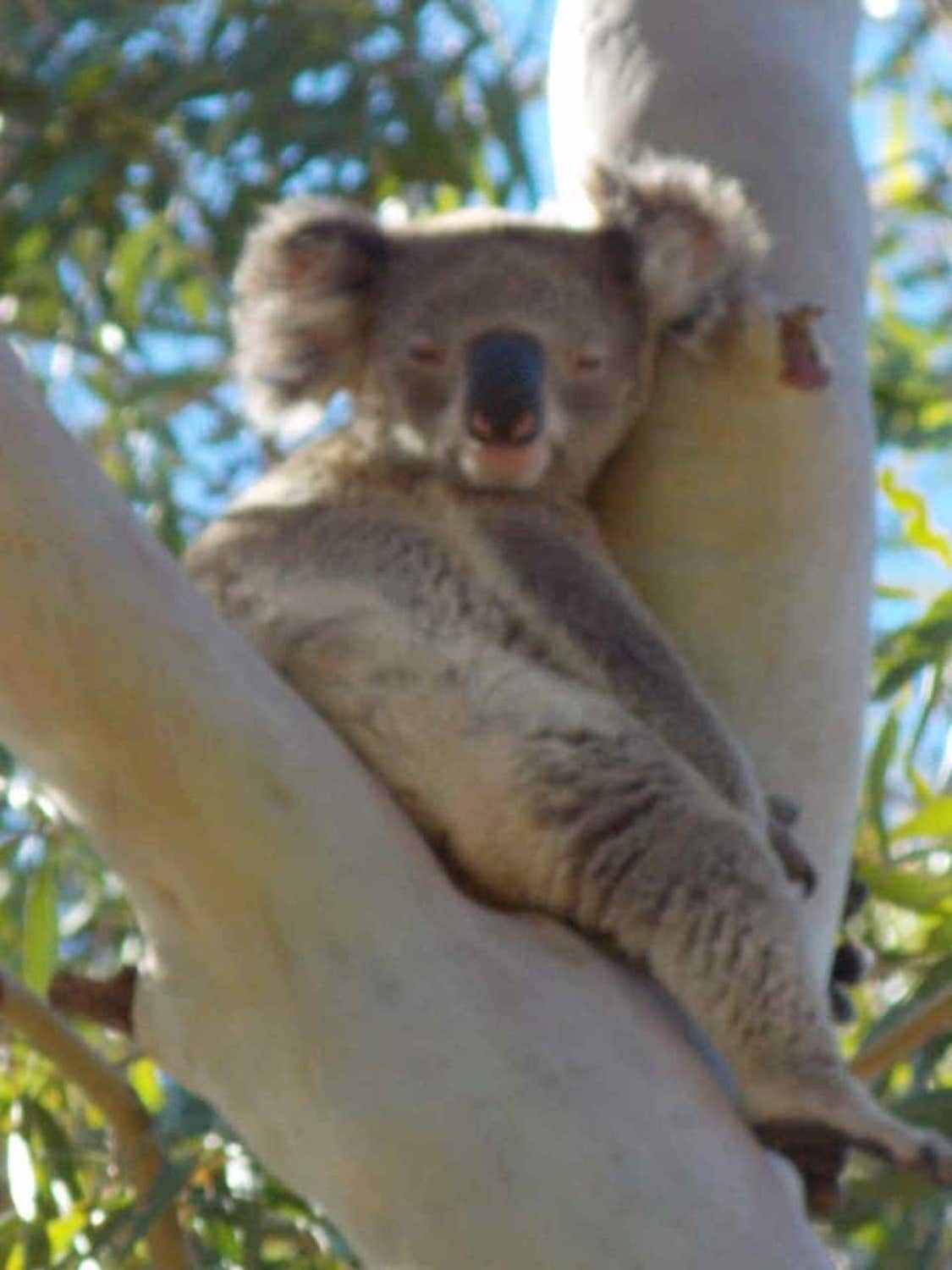 Ein Koala ruht auf einem Ast.
