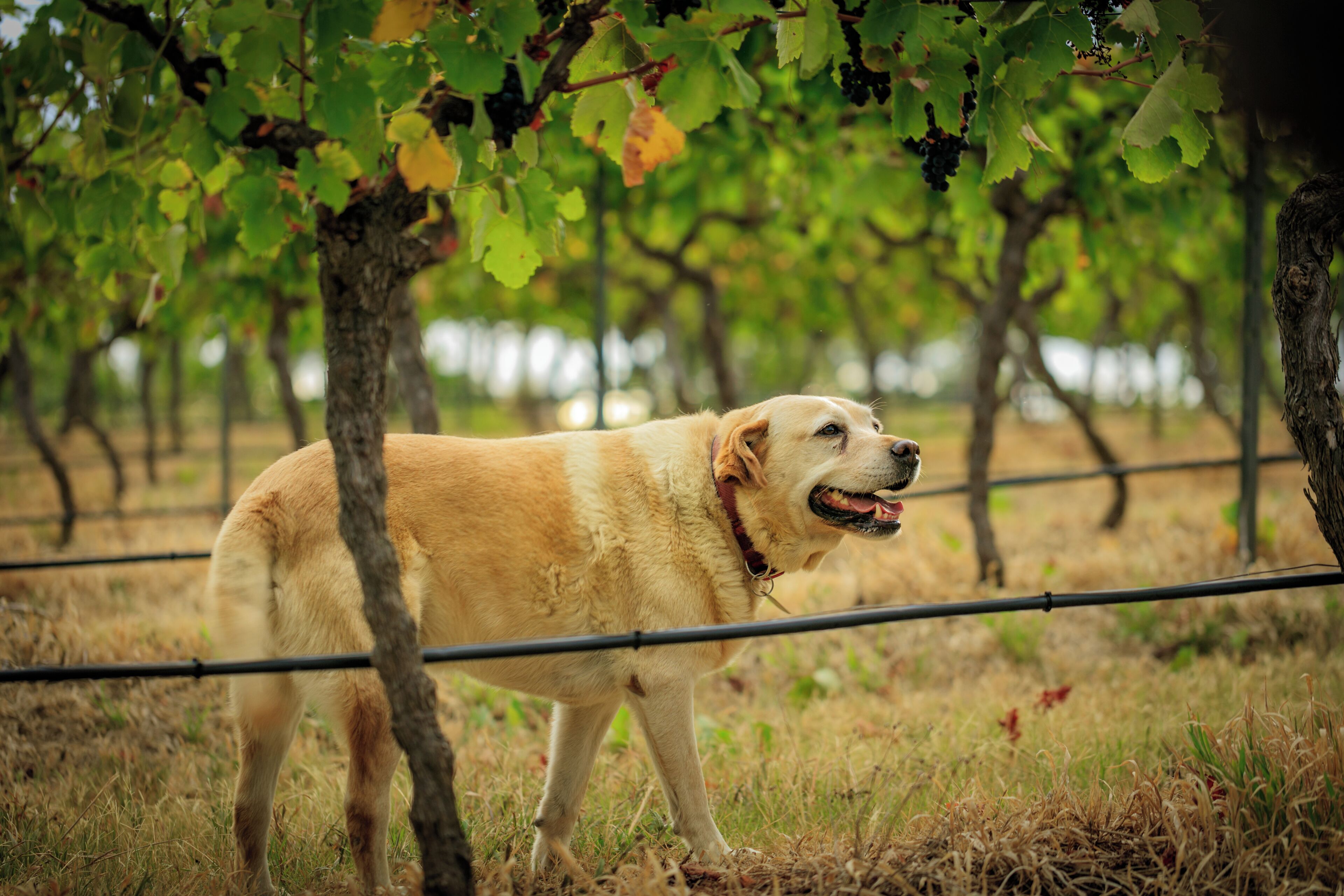 Un chien se tient debout dans un vignoble, avec des rangées de vignes et une clôture métallique en arrière-plan.