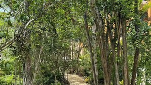 A concrete pathway surrounded by dense greenery and trees. - Luxury 3 BR w/prv Pool  Aflora (Tulum)