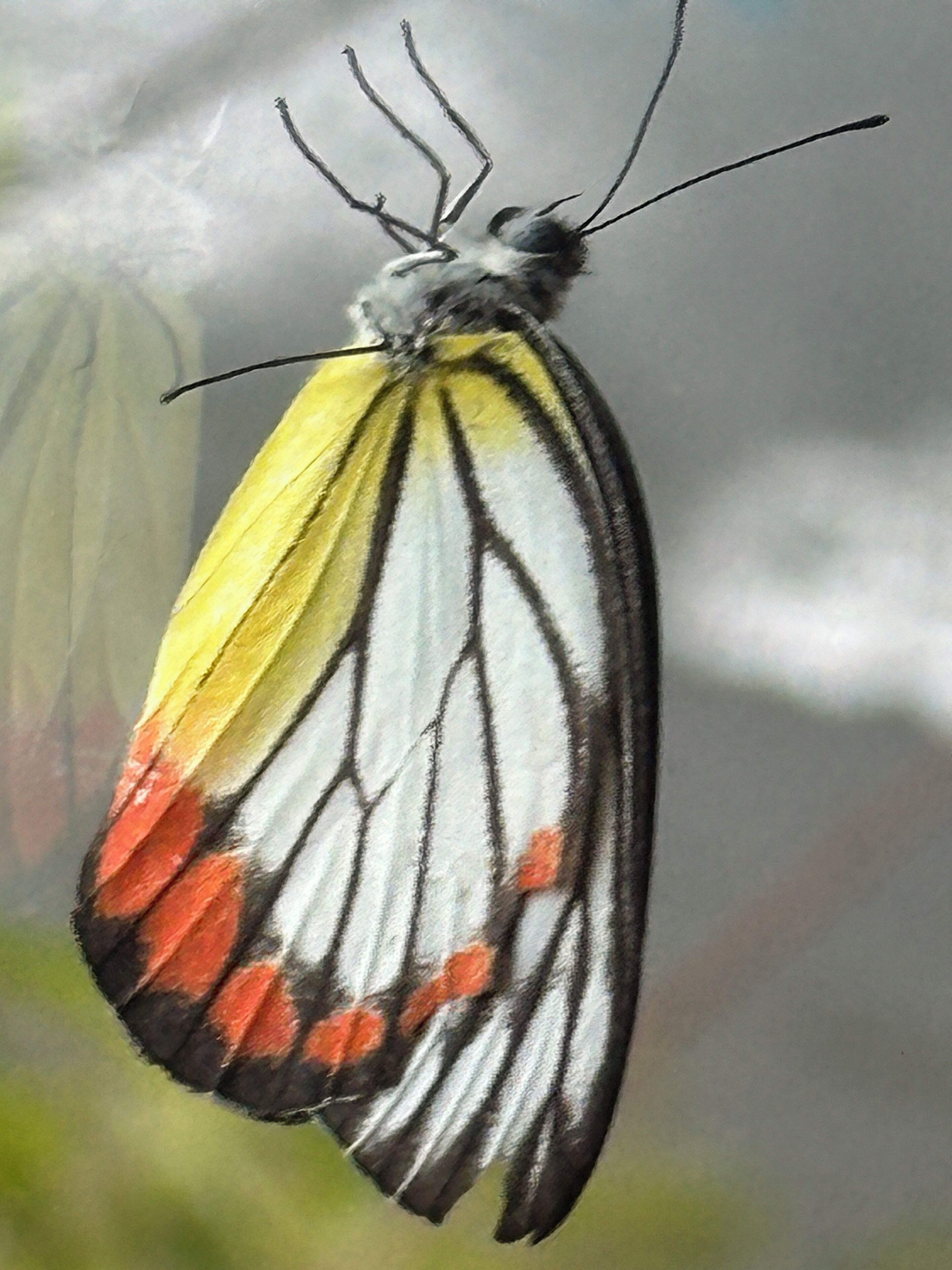 Primer plano de una mariposa con marcas amarillas, blancas y rojas en sus alas.