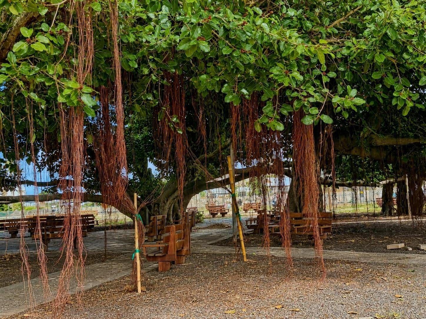 Un parque con bancos y un árbol de raíces colgantes.