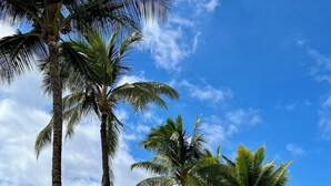 A white surfboard on a grassy area with palm trees and a view of the ocean. - Guest Favorite: Beachfront Studio Turtles, Monk Seals, Surf & Mountain View (Lahaina)