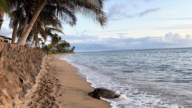 A beach with a rocky shoreline, palm trees, and ocean waves. - Guest Favorite: Beachfront Studio Turtles, Monk Seals, Surf & Mountain View (Lahaina)
