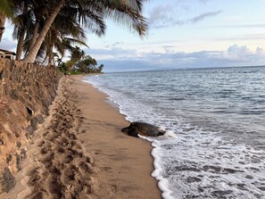 On the beach, beach towels - Beachfront Studio Featuring Turtles, Monk Seals, Whales,  Surf & Mountain Views (Lahaina)