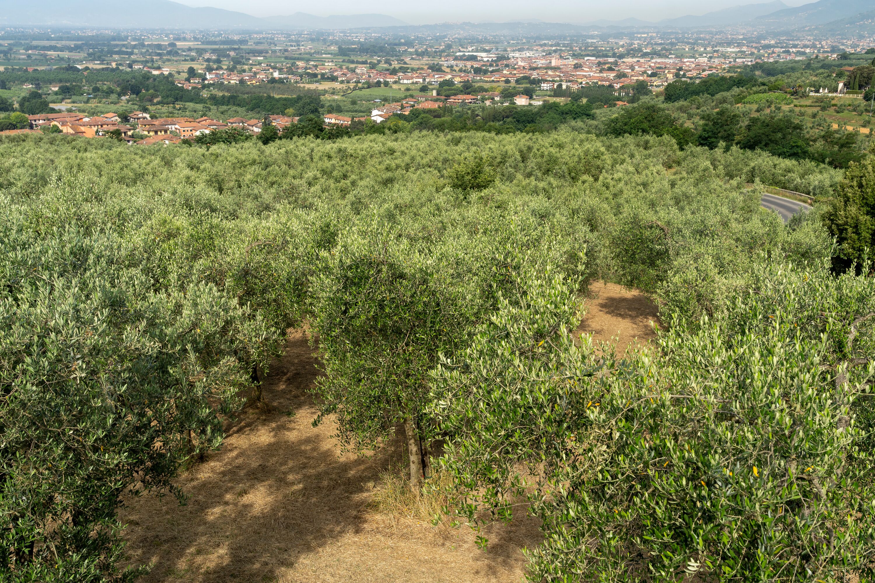 Un vignoble avec des rangées de vignes et un chemin de terre.