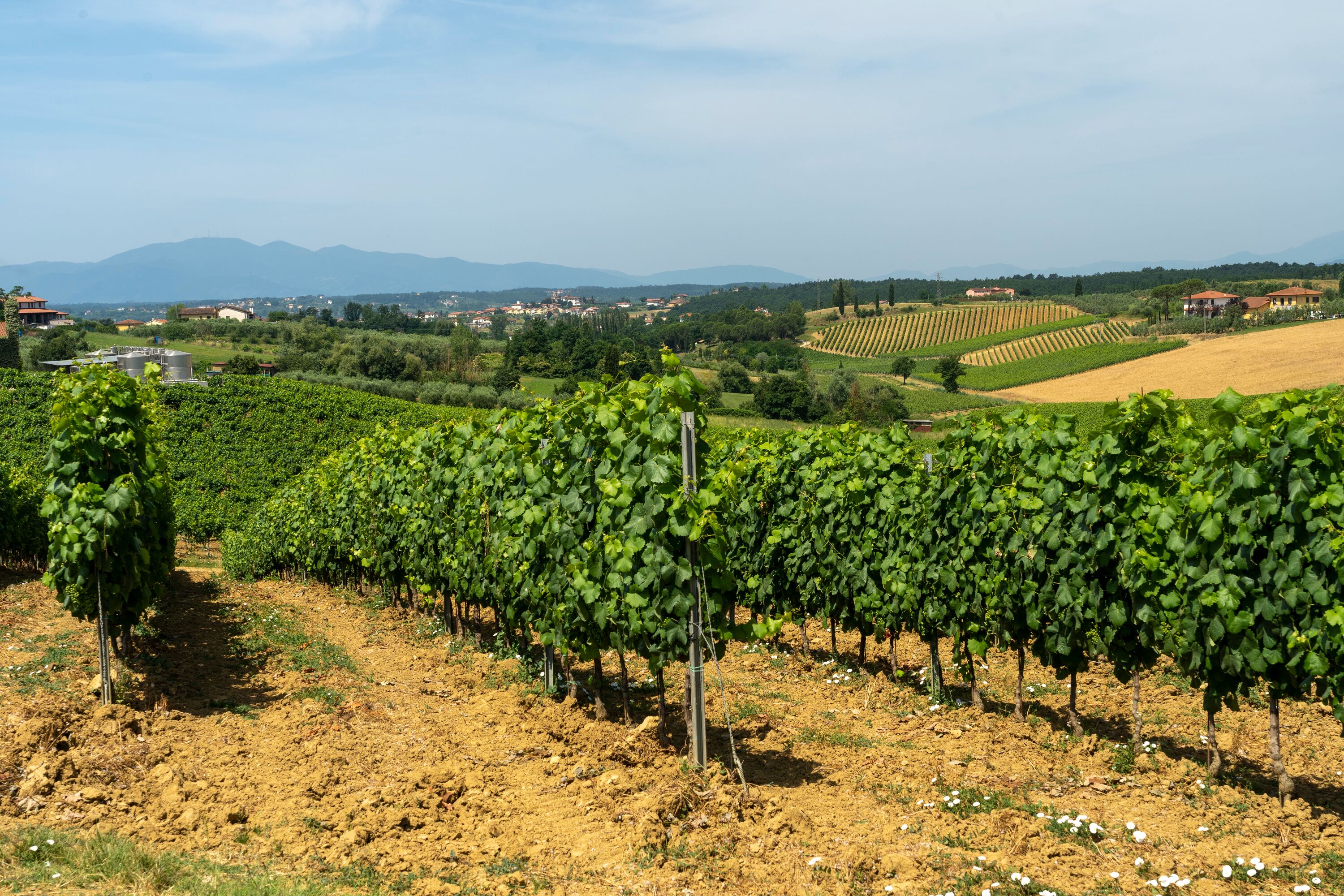 A vineyard with rows of grapevines.