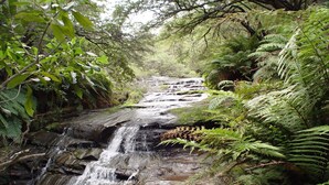 Una cascada en un área boscosa con vegetación densa y helechos.