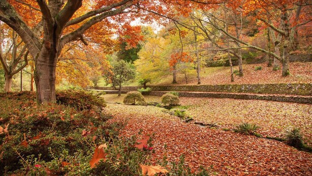 Un parque con un sendero de piedra, árboles con hojas otoñales y un pequeño estanque.