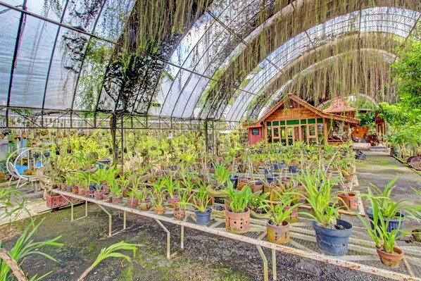 A greenhouse with rows of potted plants and a wooden structure in the background. - OYO 95018 Anggrek Homestay Jogja Syariah (Sewon)