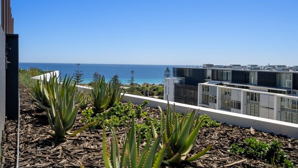 A rooftop garden with aloe plants and a view of the ocean and buildings. - Modern 1-Bed Apartment with Views in Fremantle (North Fremantle)