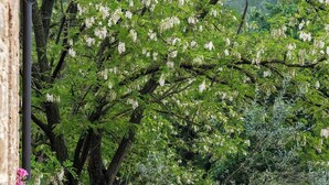 A garden with trees, flowers, and a stone wall. - The Oak and the Donkey. (Piazza Armerina)