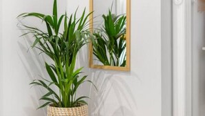 Een moderne woonkamer met een houten tafel, een geweven zitkussen en twee grote groene planten in gevlochten manden.