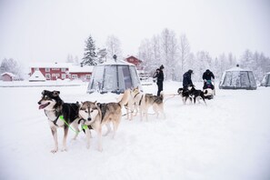 A group of sled dogs pulling a sled in a snowy landscape with buildings in the background. - Aurora Lake Lodges (Ranua)
