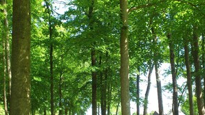 Terrain de l’hébergement
