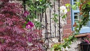 A garden wall with climbing roses and a brick wall.