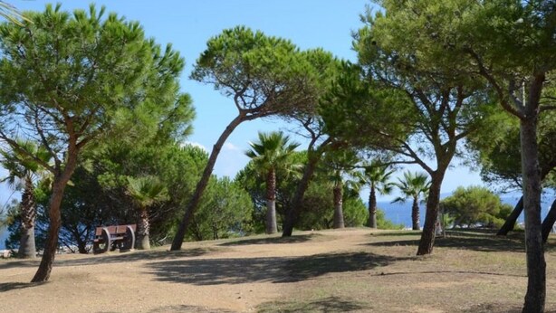 Un terrain de camping bordé de pins, offrant une vue dégagée sur la mer.