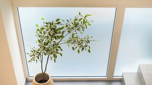Una planta en maceta con hojas variegadas en una ventana con vidrio esmerilado.