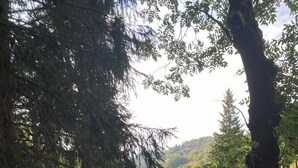 Zwei Pferde in der Nähe einer Wasserstelle, umgeben von Bäumen und einem grünen Feld.
