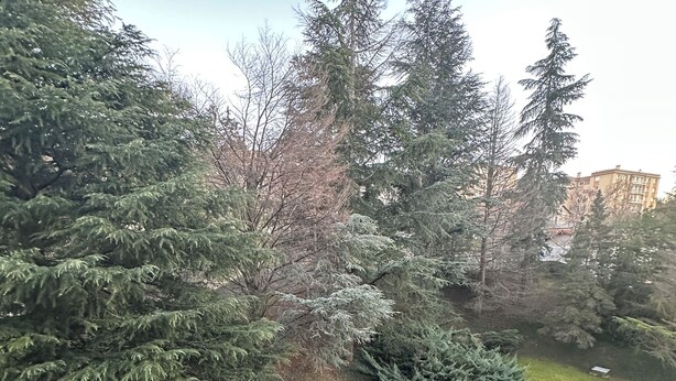 Un giardino curato con diversi alberi sempreverdi e un prato ben rifinito.