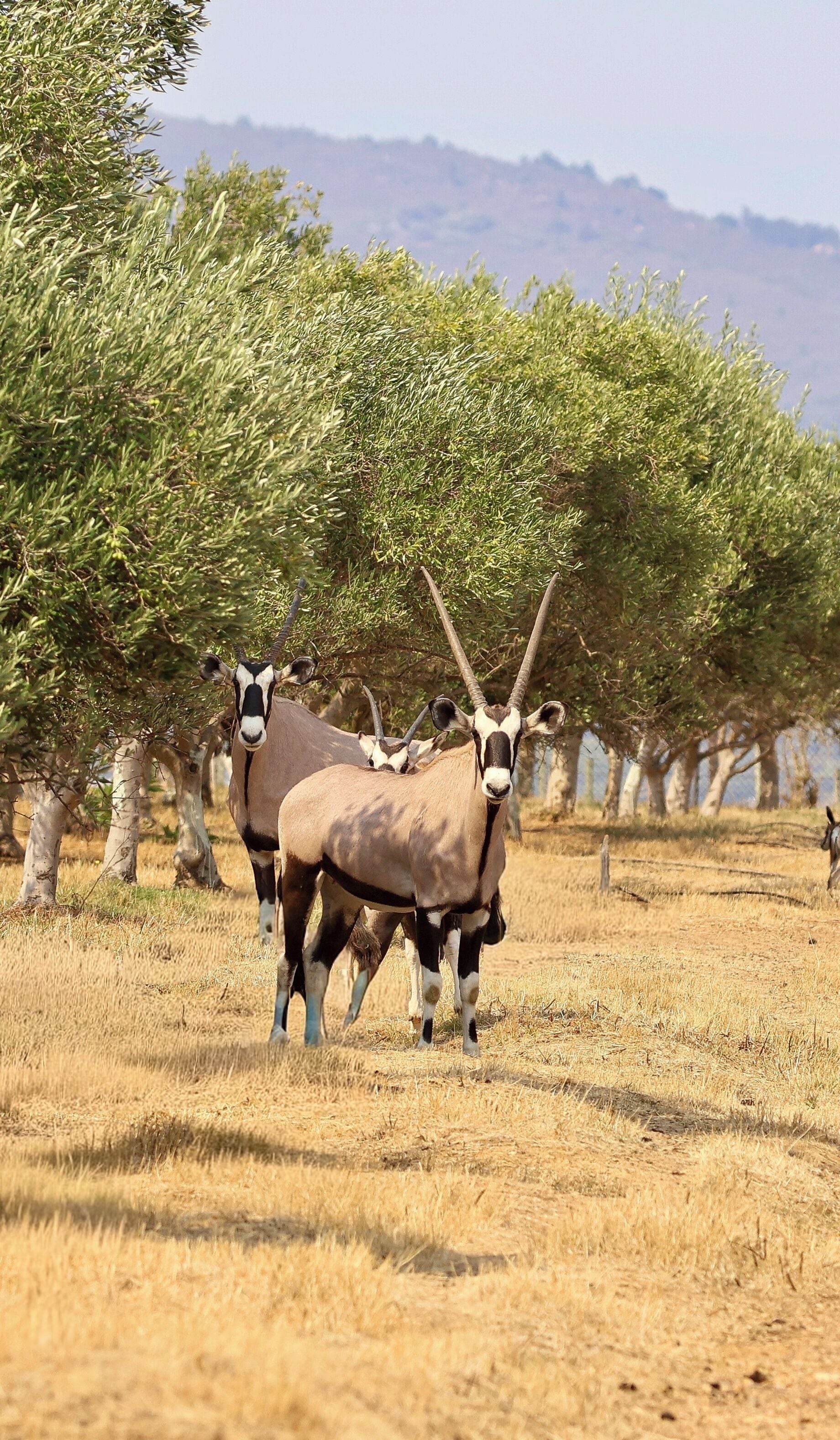 A group of antelopes in a dry grassland with trees in the background.