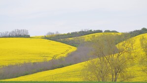 Un paysage de collines douces, avec un arbre au premier plan.
