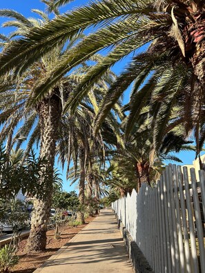 A pathway lined with palm trees and a white fence, leading towards a building. - Vacation Apartment 'Tagoropark Relax' with Shared Pool, Private Terrace and Wi-Fi (Costa del Silencio)