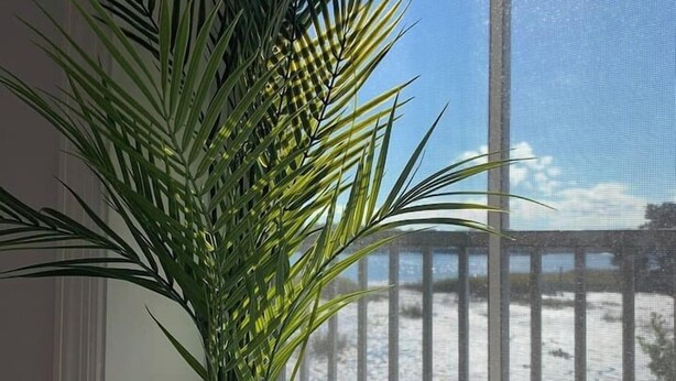 Ein Blumentopf vor einem Fenster mit Blick auf einen Strand und einen Holzzaun.